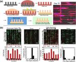 Spatially and temporally controlled hydrogels for tissue engineering.