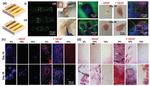 Microfluidics-Enabled Multi-Material Maskless Stereolithographic Bioprinting Microfluidics-Enabled Multi-Material Maskless Stereolithographic Bioprinting