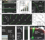 Glucose-Sensitive Hydrogel Optical Fibers Functionalized with Phenylboronic Acid.
