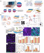 In vitro high-content tissue models to address precision medicine challenges