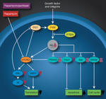 Colocalized Delivery of Rapamycin and Paclitaxel to Tumors Enhances Synergistic Targeting of the PI3K/Akt/mTOR Pathway