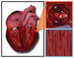 A specifically designed nanoconstruct associates, internalizes, traffics in cardiovascular cells, and accumulates in failing myocardium: a new strategy for heart failure diagnostics and therapeutics. a