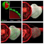 Polymer Nanoparticles Encased in a Cyclodextrin Complex Shell for Potential Site- and Sequence-Specific Drug Release. 
